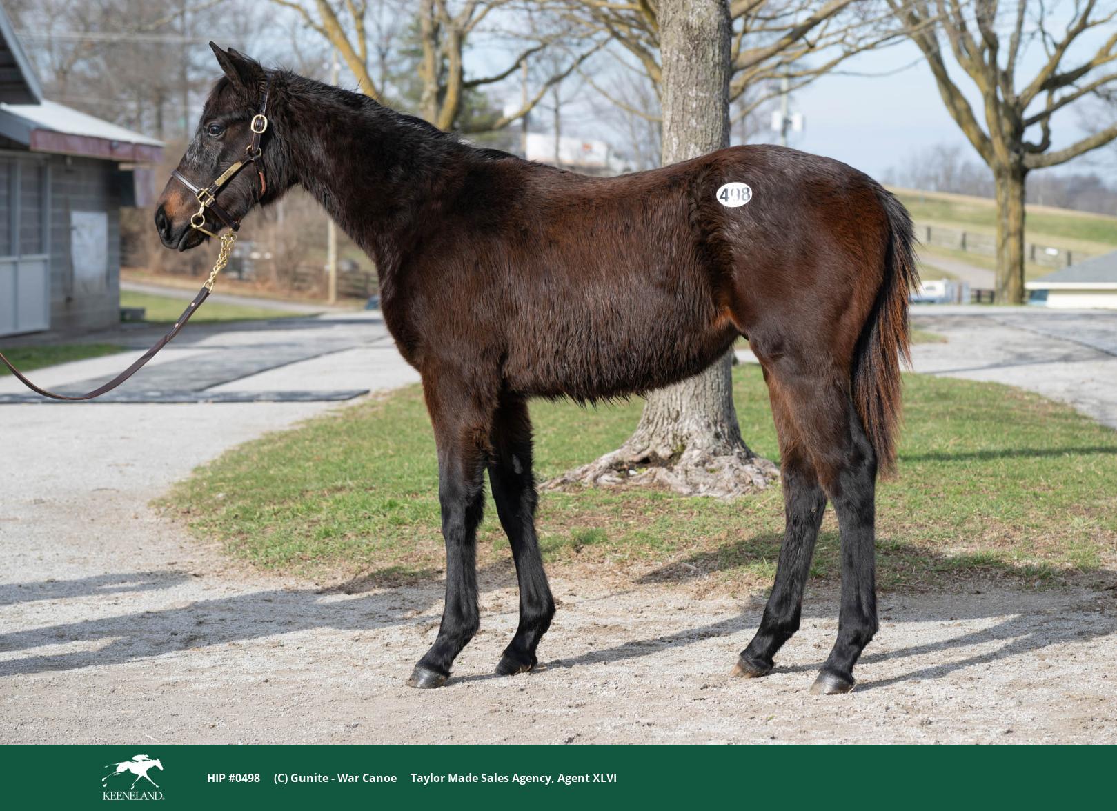 hip 0498 Keeneland Jan